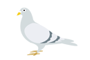 ハト