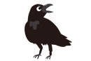 カラス