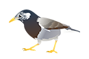 ムクドリ